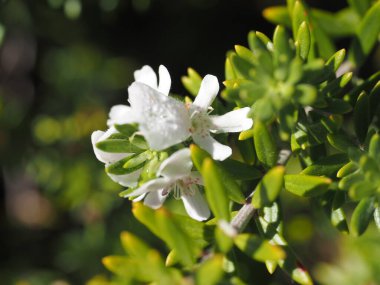 Güzel botanik fotoğrafı, doğal duvar kağıdı. 