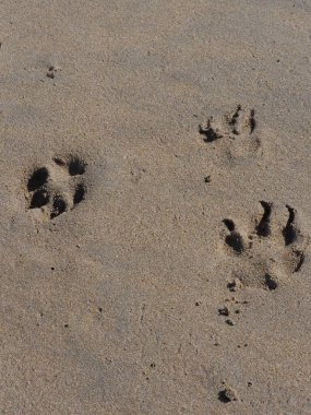 Kumsaldaki kumda ayak izleri. 