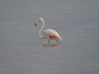 Suda flamingo 