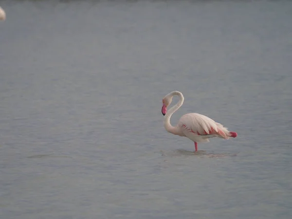 Rosa Flamingos Vattnet — Stockfoto