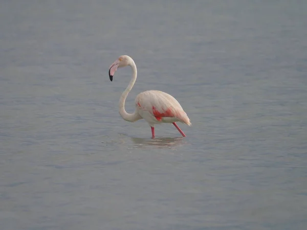 Flamingó Vízben — Stock Fotó