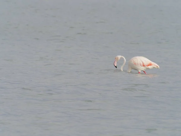 Bílý Flamingo Vodě — Stock fotografie