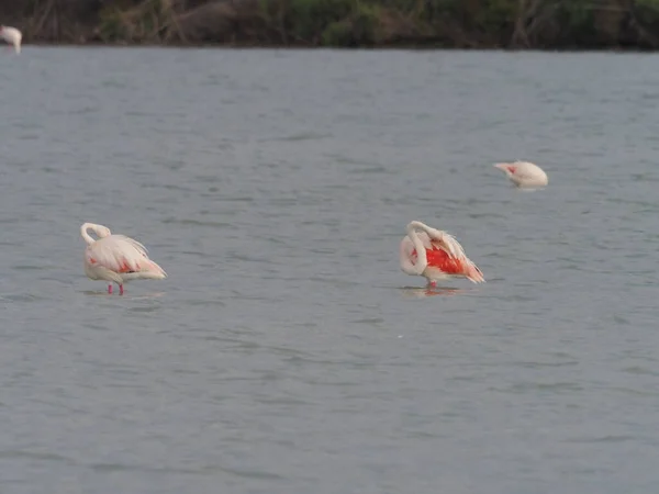 Ein Schwarm Flamingos Wasser — Stockfoto