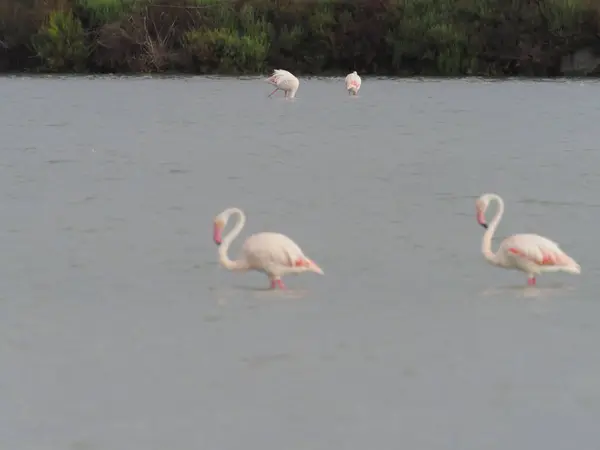 Group Flamingos Water — Stock Photo, Image