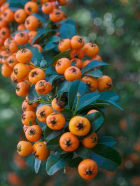 Olgunlaşmış meyveler.