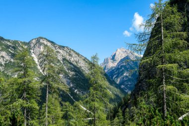 A lush green valley in Italian Dolomites. There are tall trees and high mountains around. The mountain slopes are rocky, with small plants overgrowing them. Dense forest on the lower slopes. Sunny day