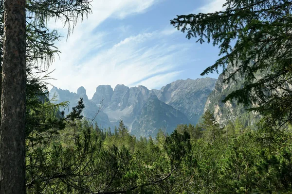 Панорамний Вид Високі Вершини Італійських Доломітів Передньому Плані Густі Соснові — стокове фото