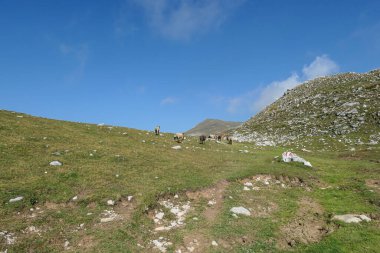 A heard of sheep grazing on the lush green pasture in Italian Dolomites on a sunny day. In the back there are high and sharp mountain peaks. Natural habitat of animals. Serenity and calmness.