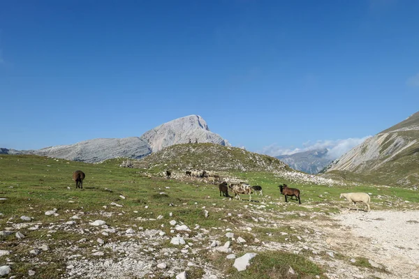Heard Sheep Pastzing Lush Green Pasture Italian Dolomites Sunny Day — стоковое фото