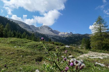 A panoramic view on the valley in Italian Dolomites. Dense forest overgrows the mountains slopes. Lush green meadow in front. There are a few purple wild flowers. Spring in the mountains.