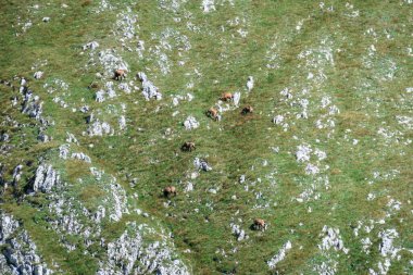 A herd of mountain goats grazing on the steep slopes of Hohe Weichsel in Austrian Alps. There is a lot of fresh grass around, as well as many sharp boulders. Animals in natural habitat. Calmness