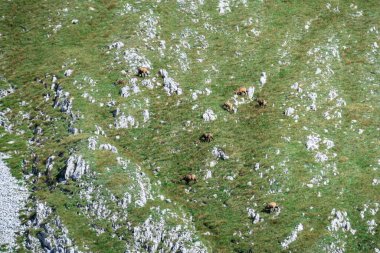 A herd of mountain goats grazing on the steep slopes of Hohe Weichsel in Austrian Alps. There is a lot of fresh grass around, as well as many sharp boulders. Animals in natural habitat. Calmness