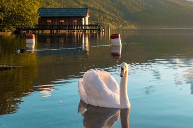 A swan swimming across the Millstatt lake in Austria during the sunset. The bird is slowly crossing the calms surface of the lake. The lake's surface is reflecting the soft clouds. Calmness and peace