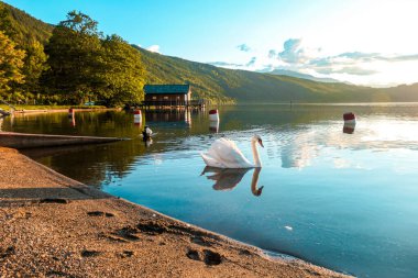 A swan swimming across the Millstatt lake in Austria during the sunset. The bird is slowly crossing the calms surface of the lake. The lake's surface is reflecting the soft clouds. Calmness and peace