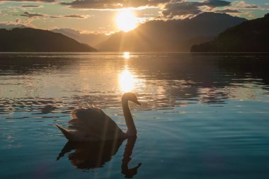 A swan swimming across the Millstatt lake in Austria during the sunset. The bird is slowly crossing the calms surface of the lake. The lake's surface is reflecting the soft clouds. Calmness and peace