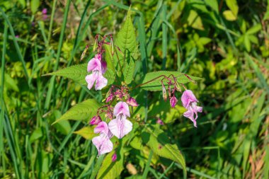 A close up on a purple flower growing on a lush green meadow. The flower has many flower buds on one stalk. Blossoming for winter. Wild flower. Beauty in the nature
