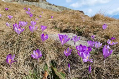 A close up view on a bunch of blossoming crocuses on an Alpine meadow in Austria. The blossoming flowers have fresh purple violett color. They are surrounded by golden grass. Spring on the meadow