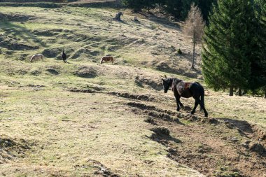 A herd of horses grazing on the Alpine pasture. The pasture is dried after winter, fresh grass is emerging. Dense forest on the sides. Animals roaming on vast territories. Early spring in the mountain