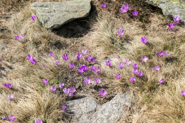 A close up view on a bunch of blossoming crocuses on an Alpine meadow in Austria. The blossoming flowers have fresh purple violett color. They are surrounded by golden grass. Spring on the meadow