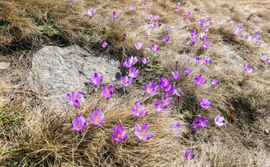 A close up view on a bunch of blossoming crocuses on an Alpine meadow in Austria. The blossoming flowers have fresh purple violett color. They are surrounded by golden grass. Spring on the meadow