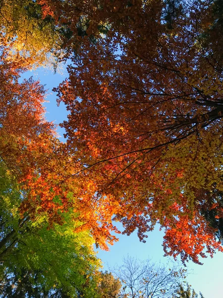 The tree crowns changing colors for autumn. The trees have red, orange, yellow and green leaves. Warm and sunny day. A few sun beams coming through the leaves. Serenity and calmness. Forest meditation