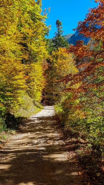 A gravelled road leading through a forest changing colors for autumn. The trees along the road have red, orange, yellow and green leaves. Warm and sunny day. Serenity and calmness. Forest meditation