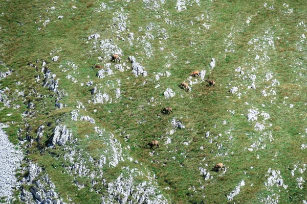 Herd Mountain Goats Grazing Steep Slopes Hohe Weichsel Austrian Alps — Stock Photo, Image