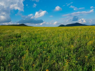 A panoramic view on a hilly landscape of Xilinhot in Inner Mongolia. Endless grassland with a few wildflowers between. Blue sky with thick, white clouds. Higher hills in the back. Mongolian grassland