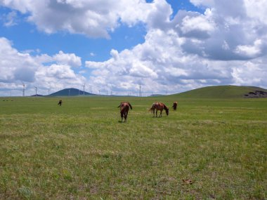Heard of horses grazing under wind turbines build on a vast pasture in Xilinhot, Inner Mongolia. Natural resources energy. Endless grassland. Blue sky with white, thick clouds. Natural habitat
