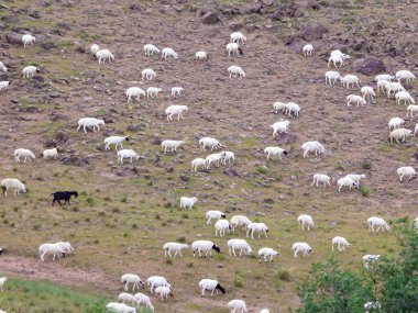 A heard of sheep grazing on steep slopes of a hill in outskirts of Xilinhot, Inner Mongolia. There is one black sheep in between them. The slopes are barely overgrown with grass. Natural habitat.