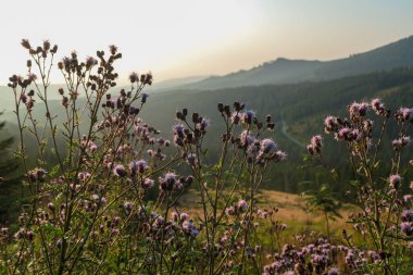 A view on a vast pasture shimmering in the colors of setting sun in Austria. There are high purple flowers all over the meadow. There are high Alpine peaks in theback. Serenity and calmness.