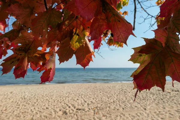 An idyllic view on a colorful trees on the beach in Gdynia, Poland, with calm Baltic Sea in the back. The tree is changing colors for autumn. Change of seasons. Serenity and calmness