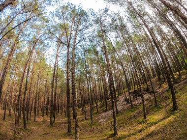 A coniferous forest on Sobieszewo island, Poland. The forest grows next to a sandy beach and therefore is rich in iodine. Tall trees around. Clear and blue sky above them. Clean undergrowth with moss