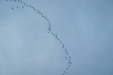 A swarm of storks flying in formation at the Baltic Sea in a bird reserve on Sobieszewo island, Poland.  Nature reserve and wildlife paradise. Serenity and calmness