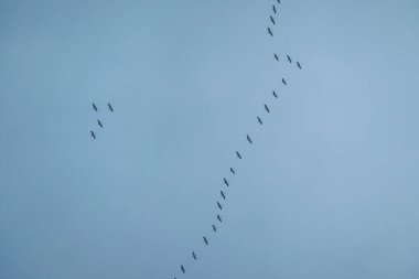 A swarm of storks flying in formation at the Baltic Sea in a bird reserve on Sobieszewo island, Poland.  Nature reserve and wildlife paradise. Serenity and calmness