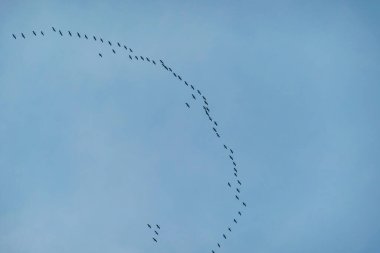 A swarm of storks flying in formation at the Baltic Sea in a bird reserve on Sobieszewo island, Poland.  Nature reserve and wildlife paradise. Serenity and calmness