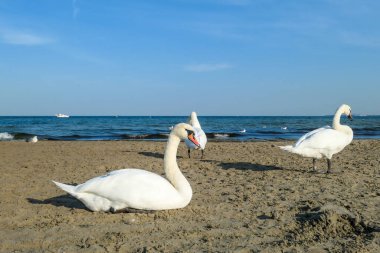 A pair of swans walking along the shore of Baltic Sea in Sopot, Poland. The birds are looking for food. Gentle waves rushing to the shore. Animals in the wilderness. Curious birds.