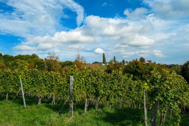 A lush wine region in South Styria, Austria. The wine plantations are stretching over a vast territory, over the many hills. There grapes are already ripening. Wine region. A bit of overcast.