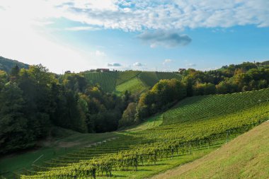 A lush wine region in South Styria, Austria. The wine plantations are stretching over a vast territory, over the many hills. There grapes are already ripening. Wine region. A bit of overcast.