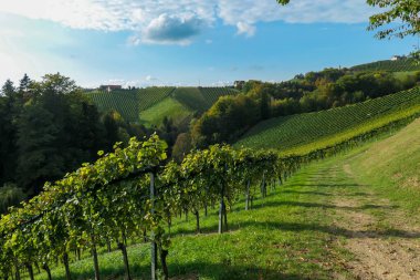 A lush wine region in South Styria, Austria. The wine plantations are stretching over a vast territory, over the many hills. There grapes are already ripening. Wine region. A bit of overcast.