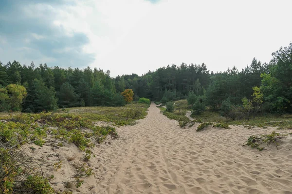 Path Leading Sandy Beach Baltic Sea Sobieszewo Island Forest Poland — Zdjęcie stockowe