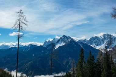 A close up view on the sonw-capped Alps in Slovenia. There are thick, white clouds behind the mountains. There are a few trees in the frame. Idyllic landscape. Cloudy, but sunny day. Calmness