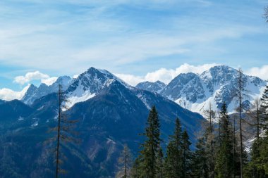 A close up view on the sonw-capped Alps in Slovenia. There are thick, white clouds behind the mountains. There are a few trees in the frame. Idyllic landscape. Cloudy, but sunny day. Calmness