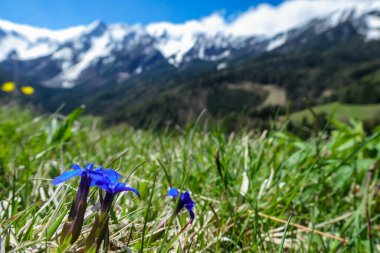 A close up view on the spring gentian blooming on a lush pasture with a panoramic view on Baeren Valley in Austrian Alps. The highest peaks in the chain are sonw-capped. A few trees on the slopes.