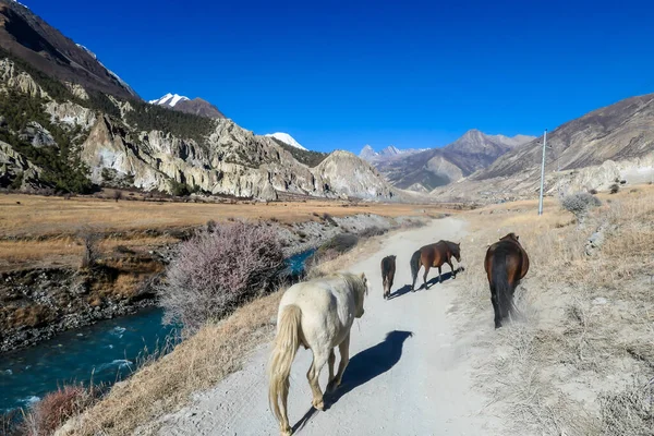 A small heard of horses walking along a torrent in Himalayas. Wild horses. In the back there are snow capped peaks of Annapurna Chain. Barren landscape. Freedom and serenity