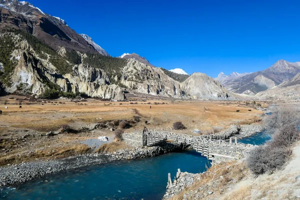 Yaks Betar Manangdalen Annapurna Circuit Trek Himalaya Nepal Torrt Landskap — Stockfoto