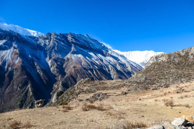 Yak grazing on the harsh slopes of Manang Valley, Annapurna Circus Trek, Nepal, with the view on Annapurna Chain and Gangapurna. Dry and desolated landscape. High, snow capped Himalayan peaks.