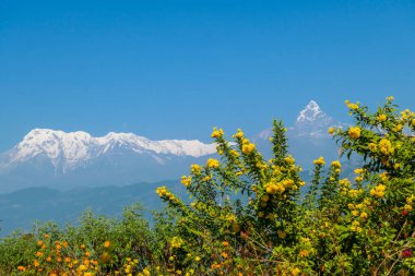 Himalayalar, Pokhara ve Nepal 'de panoramik bir manzara. Aralarında Balıkkuyruk Dağı (Machhapuchare) var. Önünde bir sürü altın çiçek var. Mavi gökyüzü altın çiçeklerle çelişiyor.