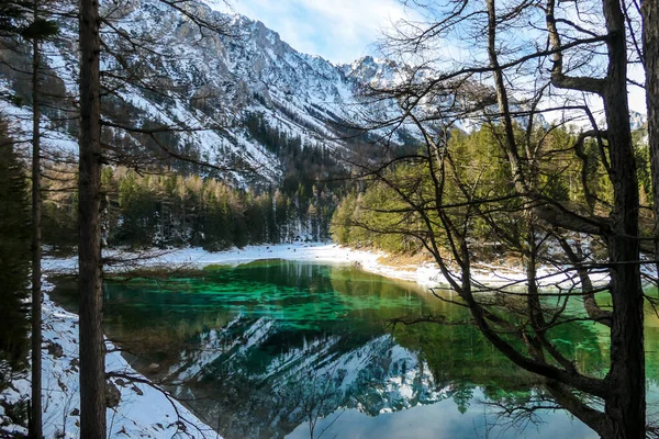 An idyllic view on Alpine Green Lake in Austria, seen from a small hill around the lake, through the trees. Powder snow covering the mountains and ground. Emerald color of water. Winter Wonderland