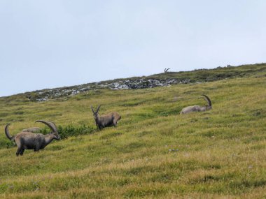A heard of alpine goat grazing on the Alpine slopes in Hochschwab region in Austria. Overcast and cloudy day. Wild animals in their natural habitat.